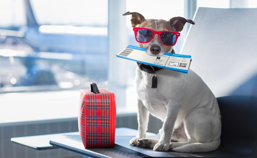 Nuevas directrices de IATA que facilitan los viajes con mascotas en cabina